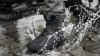 Shima Кеды Rebel WP black